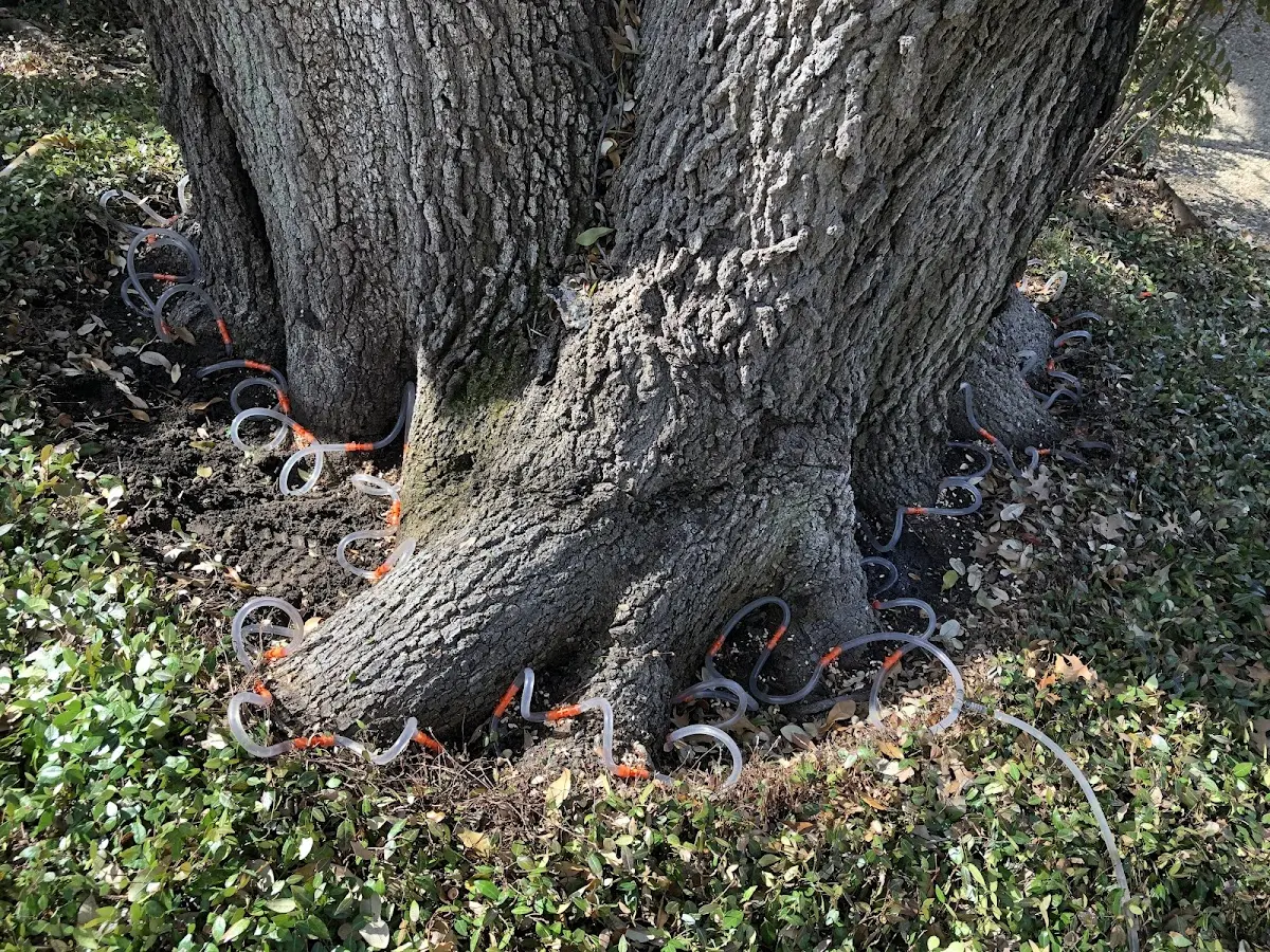 Detailed Tree Cabling and Bracing job site in Wise