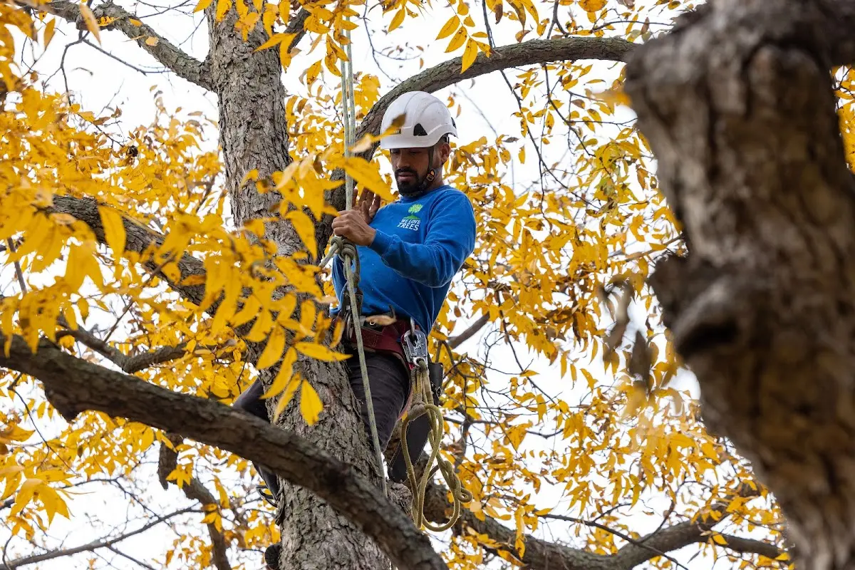 Skilled Tree Pruning crew working in Wise